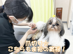 １年生のトリミング実習♪